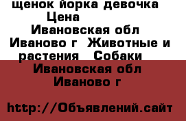 щенок йорка девочка › Цена ­ 11 000 - Ивановская обл., Иваново г. Животные и растения » Собаки   . Ивановская обл.,Иваново г.